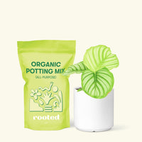 Small Orbit Peacock Plant (Calathea orbifolia) in a white cylinder pot and a bag of soil.