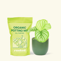 Small Orbit Peacock Plant (Calathea orbifolia) in a green rounded pot and a bag of soil.