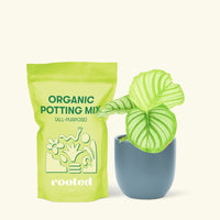 Small Orbit Peacock Plant (Calathea orbifolia) in a indigo rounded pot and a bag of soil.