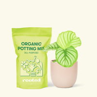 Small Orbit Peacock Plant (Calathea orbifolia) in a pink rounded pot and a bag of soil.