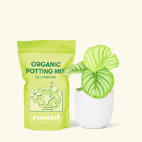 Small Orbit Peacock Plant (Calathea orbifolia) in a white rounded pot and a bag of soil.