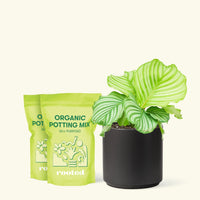 Medium Orbit Peacock Plant (Calathea orbifolia) in a black cylinder pot and two bag of soil.