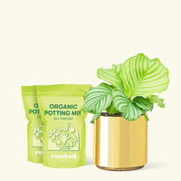 Medium Orbit Peacock Plant (Calathea orbifolia) in a gold cylinder pot and two bag of soil.