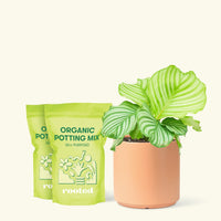 Medium Orbit Peacock Plant (Calathea orbifolia) in a peach cylinder pot and two bag of soil.