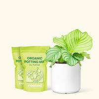 Medium Orbit Peacock Plant (Calathea orbifolia) in a white cylinder pot and two bag of soil.