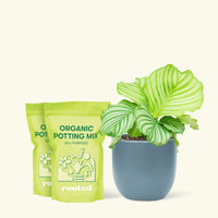 Medium Orbit Peacock Plant (Calathea orbifolia) in a indigo rounded pot and two bag of soil.