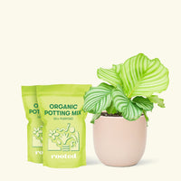 Medium Orbit Peacock Plant (Calathea orbifolia) in a pink rounded pot and two bag of soil.