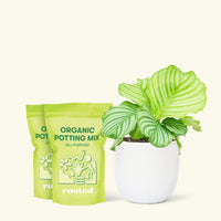 Medium Orbit Peacock Plant (Calathea orbifolia) in a white rounded pot and two bag of soil.