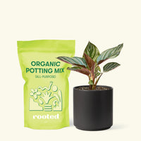 Small Pinstripe Calathea (Calathea ornata) in a black cylinder pot and a bag of soil.