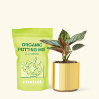 Small Pinstripe Calathea (Calathea ornata) in a gold cylinder pot and a bag of soil.