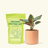 Small Pinstripe Calathea (Calathea ornata) in a peach cylinder pot and a bag of soil.