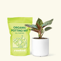 Small Pinstripe Calathea (Calathea ornata) in a white cylinder pot and a bag of soil.