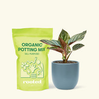 Small Pinstripe Calathea (Calathea ornata) in a indigo rounded pot and a bag of soil.