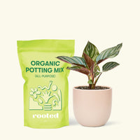 Small Pinstripe Calathea (Calathea ornata) in a pink rounded pot and a bag of soil.