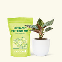 Small Pinstripe Calathea (Calathea ornata) in a white rounded pot and a bag of soil.