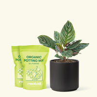 Medium Calathea 'Pinstripe' (Calathea ornata) in a black cylinder pot and two bags of soil.