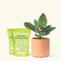 Medium Calathea 'Pinstripe' (Calathea ornata) in a peach cylinder pot and two bags of soil.