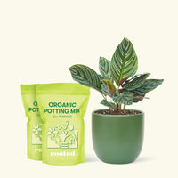 Medium Calathea 'Pinstripe' (Calathea ornata) in a green rounded pot and two bags of soil.