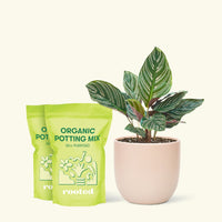 Medium Calathea 'Pinstripe' (Calathea ornata) in a pink rounded pot and two bags of soil.