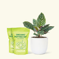 Medium Calathea 'Pinstripe' (Calathea ornata) in a white rounded pot and two bags of soil.