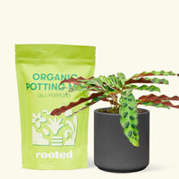 A bag of Organic Potting Mix to the left of a Calathea 'Rattlesnake' in a black cylinder ceramic pot.