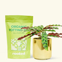 A bag of Organic Potting Mix to the left of a Calathea 'Rattlesnake' in a gold cylinder ceramic pot.