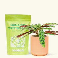 A bag of Organic Potting Mix to the left of a Calathea 'Rattlesnake' in a peach cylinder ceramic pot.