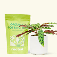 A bag of Organic Potting Mix to the left of a Calathea 'Rattlesnake' in a white cylinder ceramic pot.