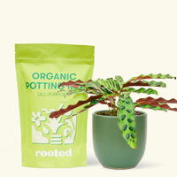 A bag of Organic Potting Mix to the left of a Calathea 'Rattlesnake' in a forest rounded ceramic pot.
