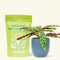 A bag of Organic Potting Mix to the left of a Calathea 'Rattlesnake' in a indigo rounded ceramic pot.