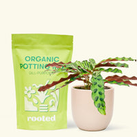 A bag of Organic Potting Mix to the left of a Calathea 'Rattlesnake' in a pink rounded ceramic pot.