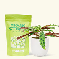 A bag of Organic Potting Mix to the left of a Calathea 'Rattlesnake' in a white rounded ceramic pot.