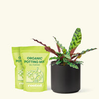 Medium Calathea 'Rattlesnake' in a black cylinder pot and two bags of soil.