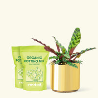 Medium Calathea 'Rattlesnake' in a gold cylinder pot and two bags of soil.