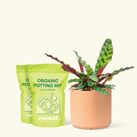 Medium Calathea 'Rattlesnake' in a peach cylinder pot and two bags of soil.
