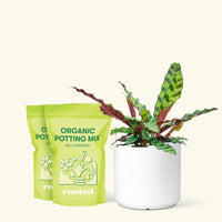 Medium Calathea 'Rattlesnake' in a white cylinder pot and two bags of soil.