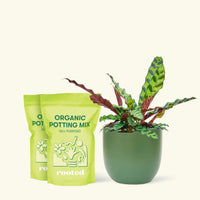 Medium Calathea 'Rattlesnake' in a green round pot and two bags of soil.