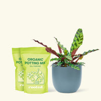 Medium Calathea 'Rattlesnake' in an indigo round pot and two bags of soil.