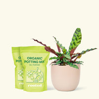 Medium Calathea 'Rattlesnake' in a pink round pot and two bags of soil.