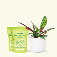 Medium Calathea 'Rattlesnake' in a white round pot and two bags of soil.