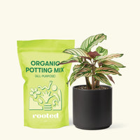 Small Calathea White Star (Calathea majestica 'White Star') in a black cylinder pot and a bag of soil.