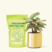 Small Calathea White Star (Calathea majestica 'White Star') in a gold cylinder pot and a bag of soil.