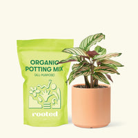 Small Calathea White Star (Calathea majestica 'White Star') in a peach cylinder pot and a bag of soil.