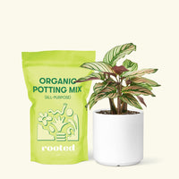 Small Calathea White Star (Calathea majestica 'White Star') in a white cylinder pot and a bag of soil.