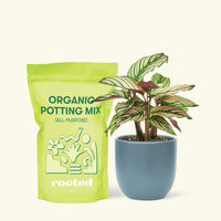 Small Calathea White Star (Calathea majestica 'White Star') in a indigo rounded pot and a bag of soil.