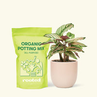 Small Calathea White Star (Calathea majestica 'White Star') in a pink rounded pot and a bag of soil.