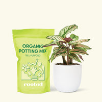 Small Calathea White Star (Calathea majestica 'White Star') in a white rounded pot and a bag of soil.