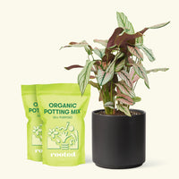 Medium Calathea 'White Star' (Calathea majestica) in a black cylinder pot and two bags of soil.