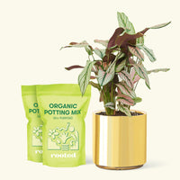 Medium Calathea 'White Star' (Calathea majestica) in a gold cylinder pot and two bags of soil.