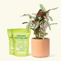 Medium Calathea 'White Star' (Calathea majestica) in a peach cylinder pot and two bags of soil.